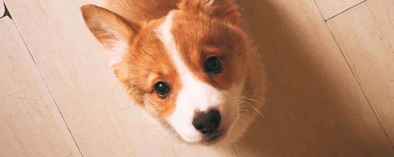 小狗不会吃奶怎么办