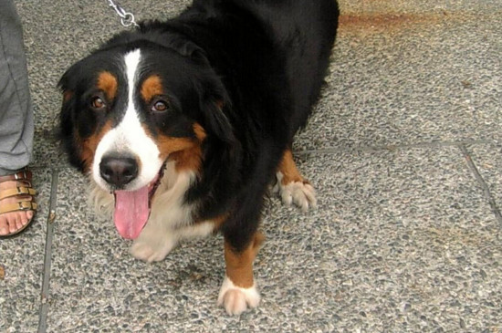 伯恩山犬为什么养的少，伯恩山犬缺点太多没人养