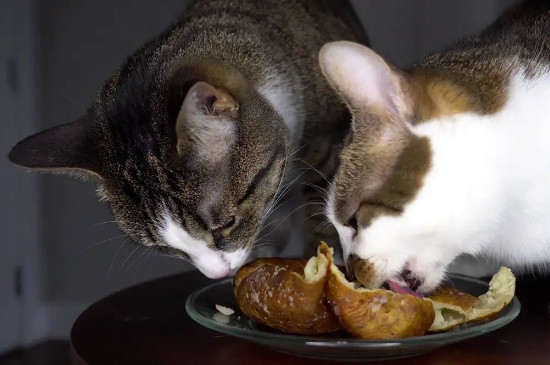 猫可以吃土豆吗