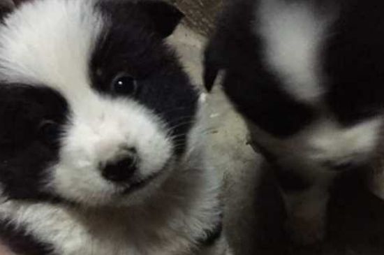 成犬一天吃多少狗粮