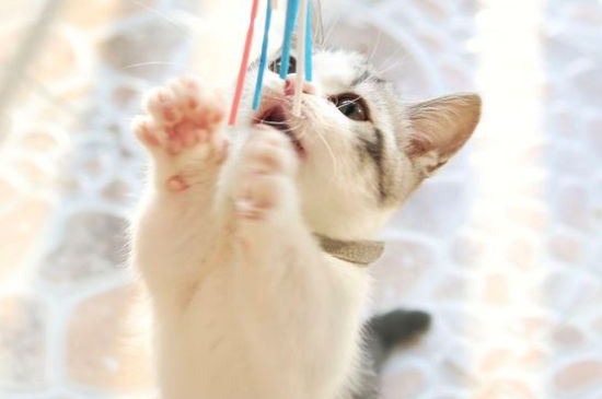 美短猫优缺点