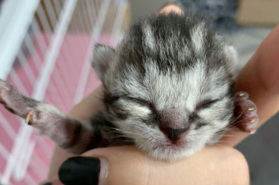 猫鼻子有黑色结痂