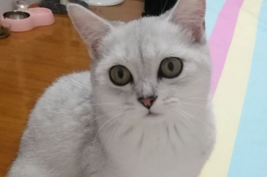 猫得狂犬病的症状