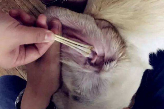 狗狗耳螨怎么治