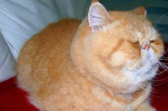 猫叫声哇哦什么意思