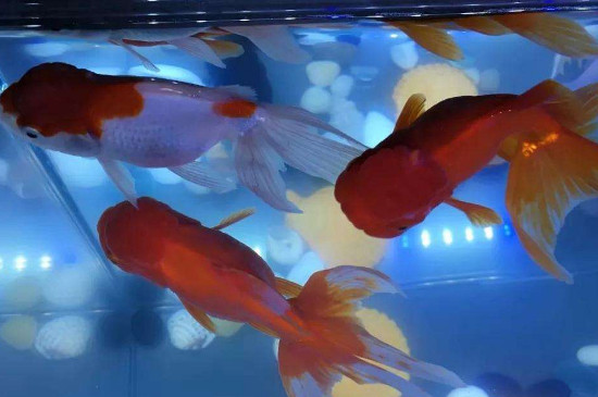 金鱼失鳔是怎样造成的