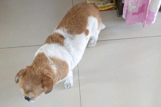 三个月小狗每天蛋黄能吃多少