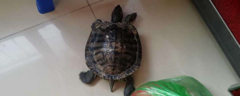 乌龟脑炎的症状