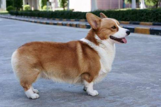 柯基犬认主人需要多久