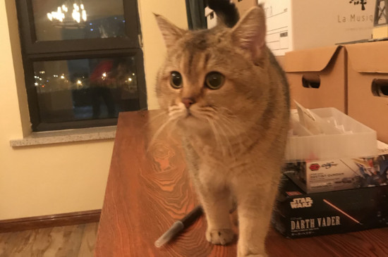 猫咪吃什么东西发腮