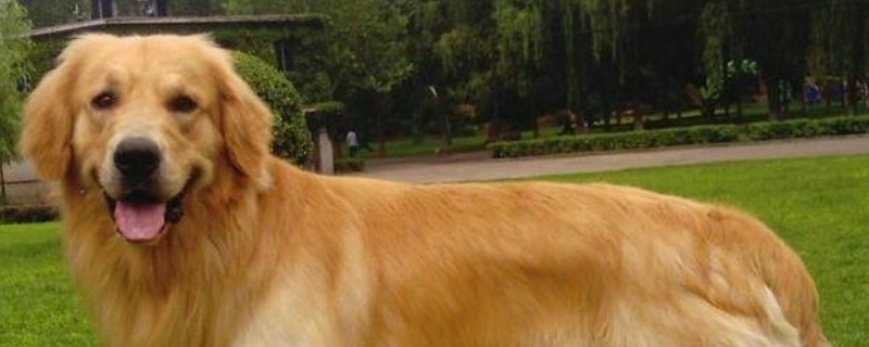 金毛的生活习性