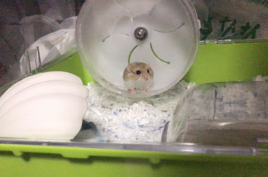 通心粉鼠有鼠疫吗，被咬了会不会传染病毒