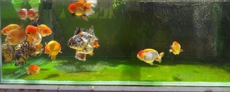 鱼缸水发绿是什么原因怎么解决