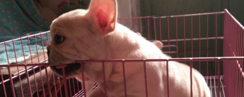 法牛生产前2小时的征兆