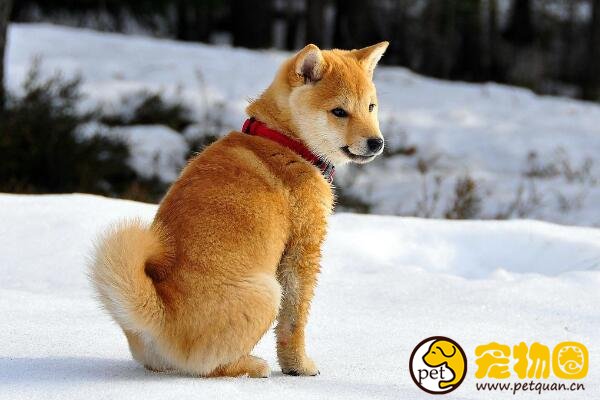 十大忠诚的狗排名，第一的中华田园犬PK掉日本秋田犬