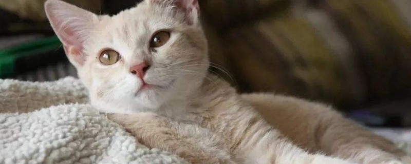 猫咪返祖是什么意思