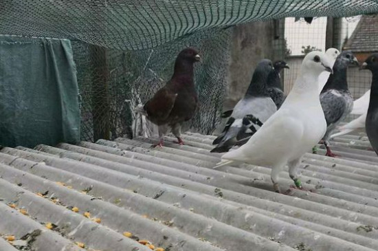 养鸽子的禁忌