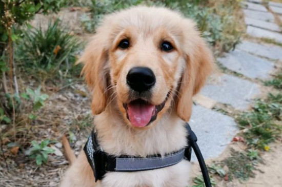 金毛犬吃什么