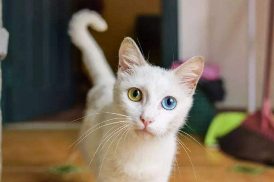 猫丢了找回来的巧方法
