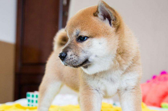 柴犬一般多少钱，宠物级柴犬一只1500～4000元