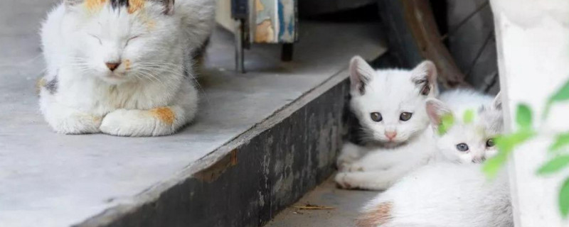 一个月的流浪猫怎么养