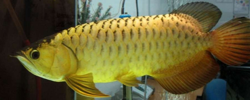 金龙鱼好养吗