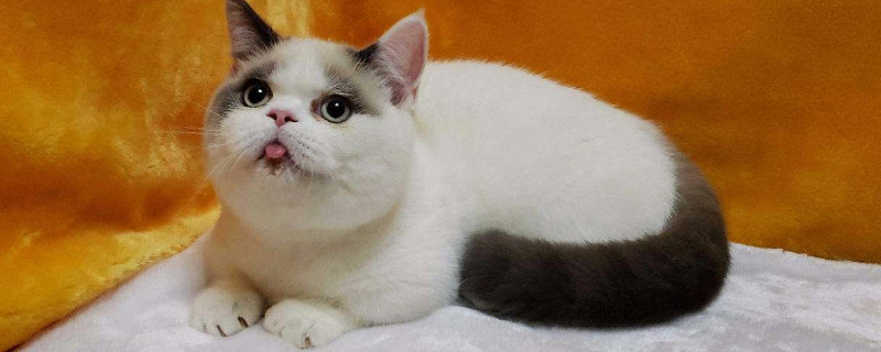 矮脚猫寿命