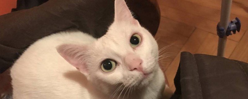 猫可以吃葡萄吗