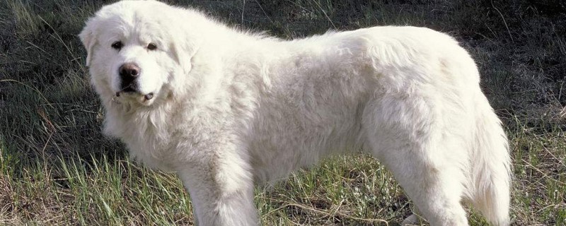大白熊犬价格是多少