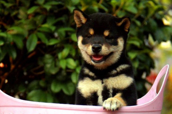 日本豆柴犬价格一般多少钱，纯种价钱至少需要10000元