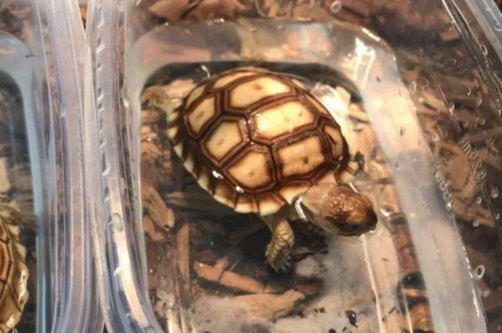 苏卡达结石怎么办