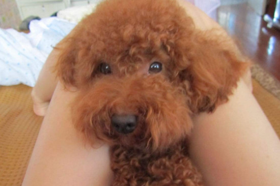 贵宾犬吃什么主食