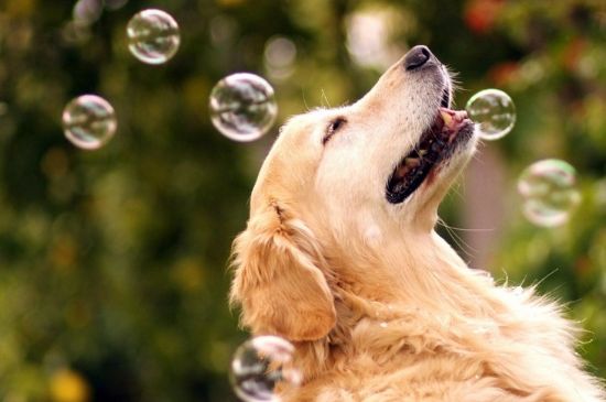 狗狗犬瘟热症状，呕吐腹泻体温异常还会浑身抽搐