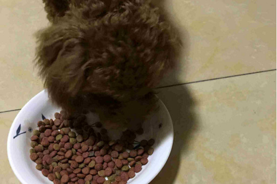 小狗吃多了怎么办，小狗吃撑后需注意的事项
