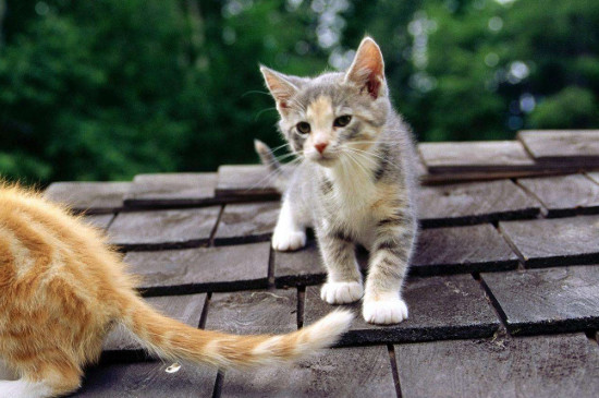 小猫老叫个不停怎么回事