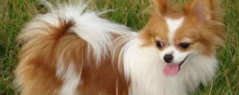 蝴蝶犬能吃芒果吗