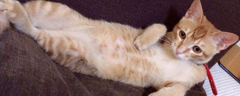 猫过年怕放炮你怎么处理的
