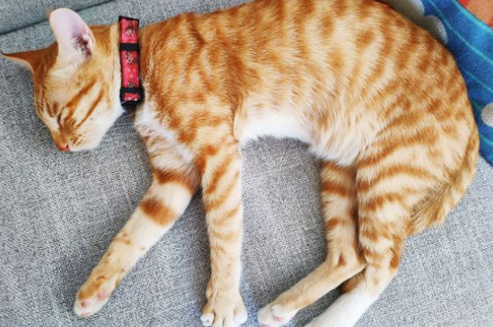 猫是色盲吗
