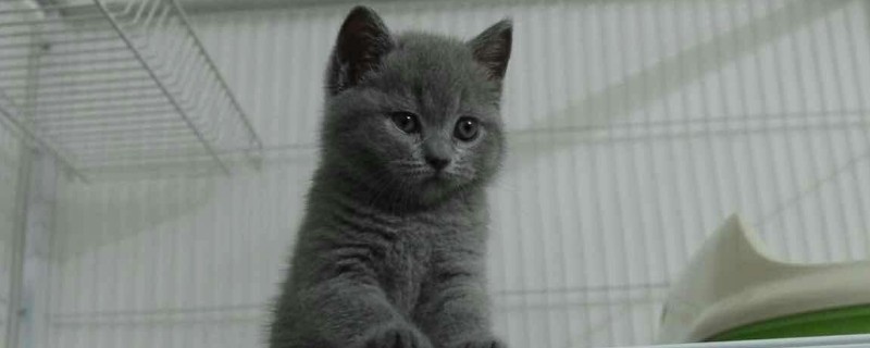 英短蓝猫1000的正常吗