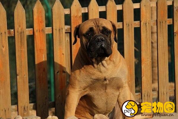 斗牛马士提夫犬和马士提夫犬的区别，一个杂交一个纯种