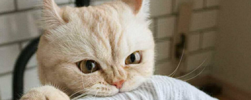 宠物猫咬人怎么教育