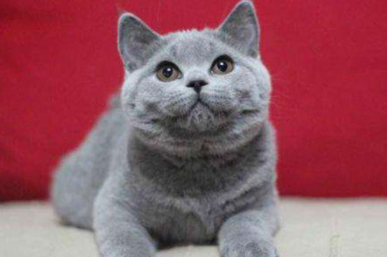 英国短毛猫怎么养新手