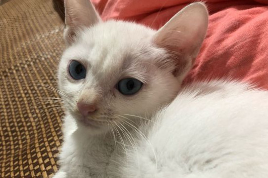 猫一周吃几个蛋黄