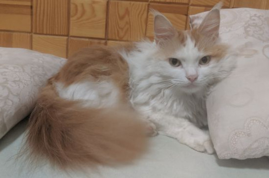 猫藓初期是什么样子的