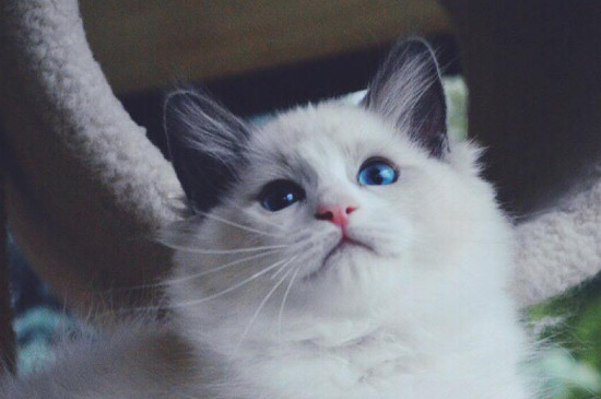 布偶猫只认一个主人吗，布偶猫可不可以换主人