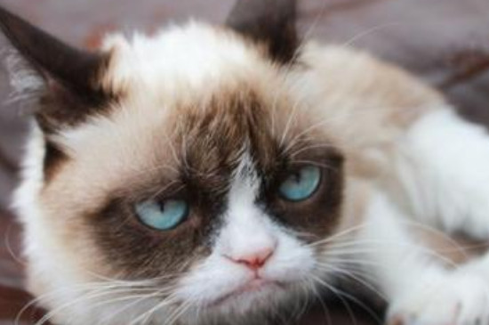 猫的胡须能起到什么作用