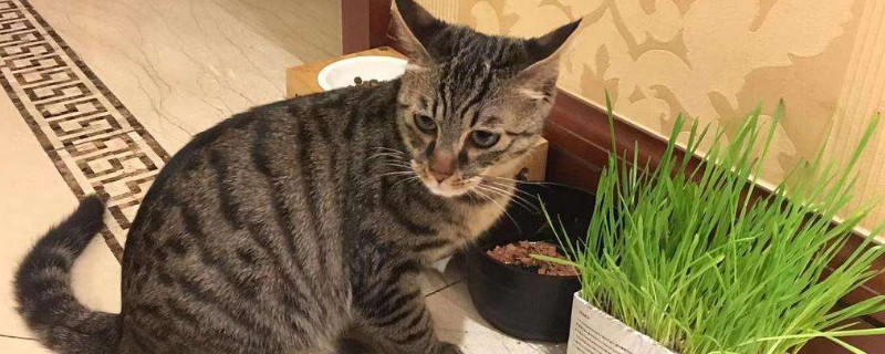 猫可以吃玉米吗