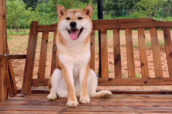 柴犬为什么不喜欢被抱