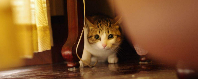 猫去势手术是什么，去势就是给猫咪做绝育