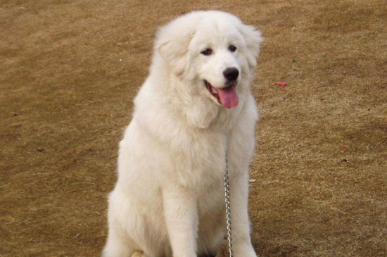 大白熊犬价格是多少